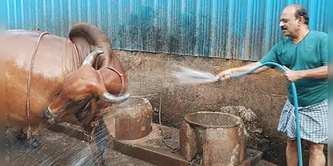 ஊரடங்கில் தனது மாடுகளை பராமரிக்கும் திமுக எம்.எல்.ஏ..!
