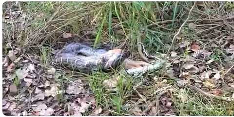 முழு மானை அப்படியே விழுங்கும் மலைப்பாம்பு - வைரலாகும் வீடியோ