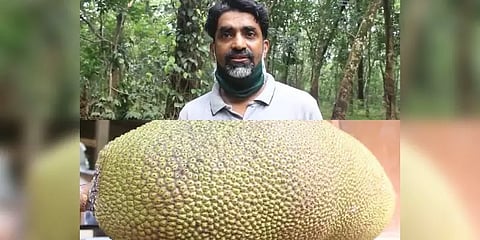 உலக சாதனைக்காகக் காத்திருக்கும் பலாப்பழம் - ஆத்தாடி!