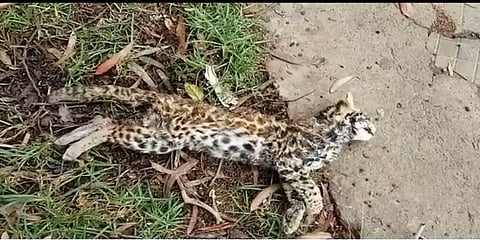 சாலையில் இறந்து கிடந்த சிறுத்தைப் பூனை - வனத்துறை விசாரணை