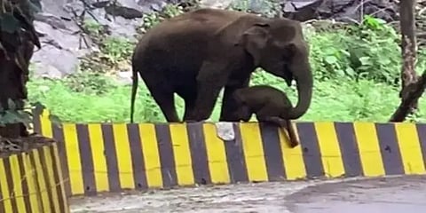 குட்டிக்கு உதவிய தாய் யானை : தாய்மையை பறைசாற்றும் நெகிழ்ச்சி வீடியோ..!