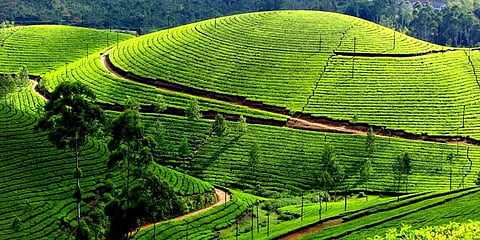 மேற்கு தொடர்ச்சி மலைக்கு என்னதான் நேர்ந்தது?..நம் பிள்ளைகளுக்கு சொல்ல மறந்த கதை..!!
