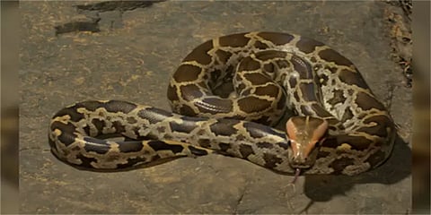 பாம்பை முகக் கவசமாக அணிந்து பஸ்சில் பயணித்த நபர்