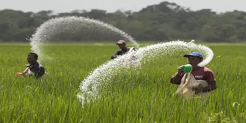 நாகையில் உரத்தட்டுப்பாடு: அதிக விலை கொடுக்கும் விவசாயிகள்..!