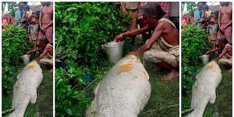 மீன் பிடிக்கச் சென்ற மூதாட்டிக்கு ஜாக்பாட்- ரூ.3 லட்சத்திற்கு விலைபோன மீன்!