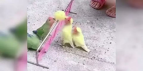 பந்து விளையாடும் பறவைகள் - அழகிய வீடியோ!