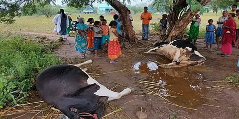 இடிதாக்கி 6 கறவை மாடுகள் பரிதாபமாக உயிரிழப்பு...