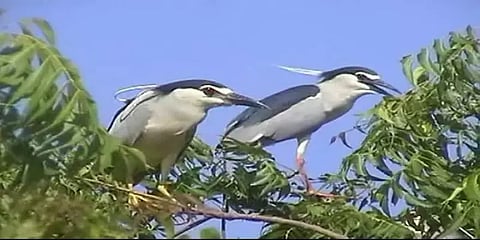 பறவைகளை பாதுகாக்க: தீபாவளி பண்டிகையன்று வெடி வெடிக்காத கிராமம்