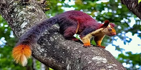 உணவைத் தேடி: வனங்களில் இருந்து கடைகளை நோக்கி படையெடுக்கும் மலபார் அணில்கள்