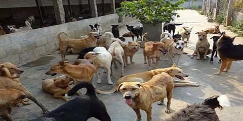 நாகலாந்தில் நாய் இறைச்சி விற்க அனுமதி - நீதிமன்றம்