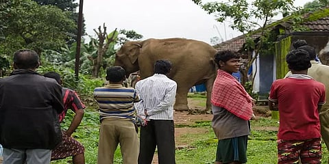 யானை - மனிதன் மோதலை தடுப்பது சாத்தியமா? - இதோ ஓர் உதாரணம்!