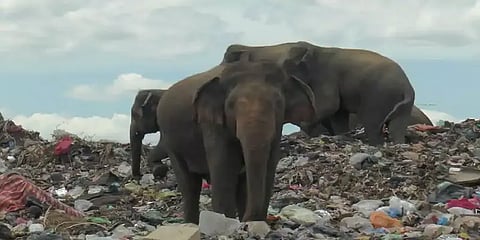 மனிதன் - யானை மோதல்கள்: இலங்கையில்தான் அதிக யானைகள் உயிரிழப்பு!