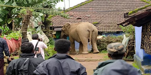 கூடலூரில் காட்டு யானை - மனிதன் மோதலால் தொடர் உயிரிழப்புகள்: தீவிரமடைந்த மக்களின் போராட்டம்