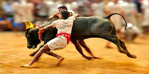 ஜல்லிக்கட்டு நடத்த அனுமதி - வழிகாட்டு நெறிமுறைகளை வெளியிட்ட தமிழக அரசு