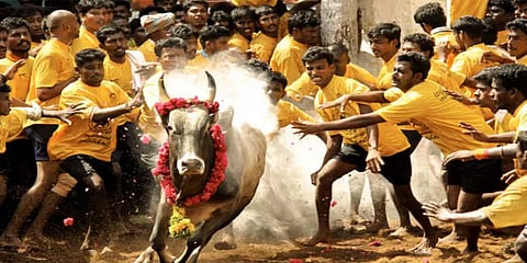 ஜல்லிக்கட்டு: வழிகாட்டு நெறிமுறைகளை வெளியிட்டது தமிழக அரசு!