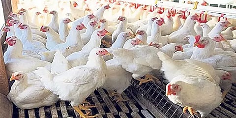 ஹரியானா: 1.6 லட்சம் பறவைகளை அழிக்க முடிவு