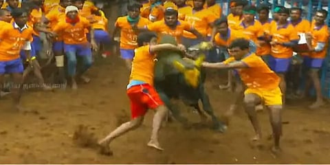 களத்தில் சீறும் காளைகள்: அவனியாபுரத்தில் தொடங்கியது ஜல்லிக்கட்டு!