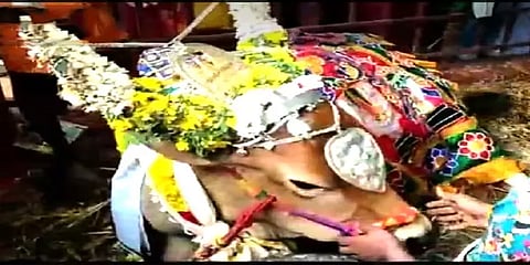 தேனி: மாட்டுப் பொங்கல்... பட்டத்து அலங்காரத்துடன் மாடுகளை வழிபாடு செய்த மக்கள்
