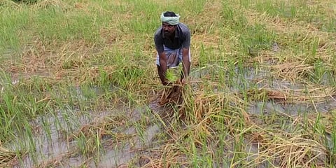 திருச்சி: மழைநீரில் மூழ்கி 50,000 ஏக்கர் நெற்பயிர் நாசம்; இழப்பீடு வழங்க கோரிக்கை