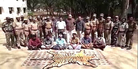 பொள்ளாச்சி: 40 ஆண்டு பழமையான புலித்தோலை ரூ. 3கோடிக்கு விற்க முயன்று சிக்கிய கும்பல்