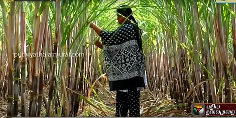 சிங்கப்பூர் டூ தருமபுரி: மலைக்கிராமத்தில் இயற்கை விவசாயம் செய்யும் தம்பதி.. வீடியோ!