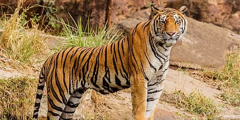 PT Web Explainer: மேகமலை - ஸ்ரீவில்லிபுத்தூர் புலிகள் சரணாலயம் சாத்தியமானது எப்படி?