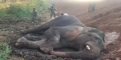 கோவையில் ரயில் மோதி காயம்பட்ட யானை உயிரிழப்பு!