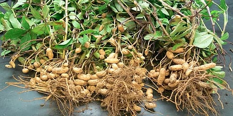 நிலக்கடலைக்கு உரிய விலை கிடைக்கவில்லை: விவசாயிகள் கண்ணீர்