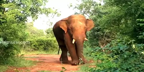 கோவை: குடியிருப்பு பகுதியில் சுற்றித்திரியும் பாகுபலி யானையை பிடிக்க தனிக்குழு