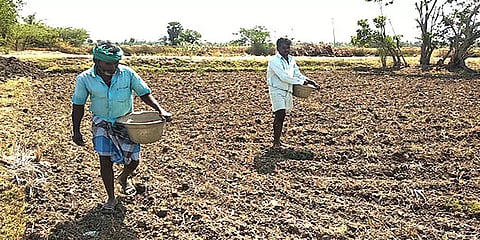 மேட்டூர் அணை திறப்பு: திருவாரூரில் குறுவை சாகுபடி பணிகள் தீவிரம்