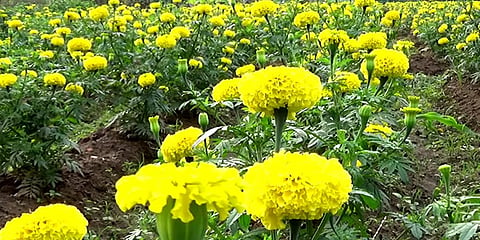 ஈரோடு: விளைச்சல் குறைவு; விலை அதிகம்- செண்டு மல்லி பூ விவசாயிகள் மகிழ்ச்சி