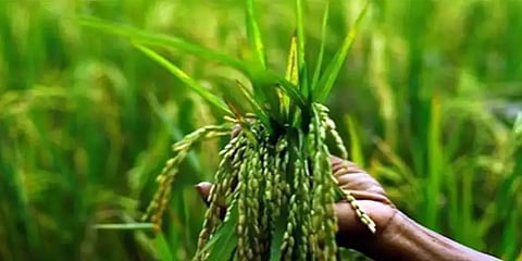 பருப்புக்கு ரூ.114, கோதுமைக்கு ரூ.40... ராபி பயிர்களுக்கான குறைந்தபட்ச ஆதரவு விலை உயர்வு