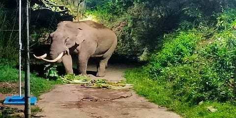 மூணாறில் உலாவரும் யானைகள்: வீடுகளை விட்டு வெளியே வரமுடியாமல் மக்கள் தவிப்பு