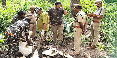 கோவை: மர்மமாக உயிரிழந்த காட்டு யானை; தந்தங்கள் வெட்டியெடுப்பு