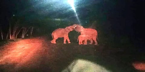 சாலையில் ஜாலியாக சண்டையிட்ட காட்டு யானைகள்: பார்த்து ரசித்த வாகன ஓட்டிகள்