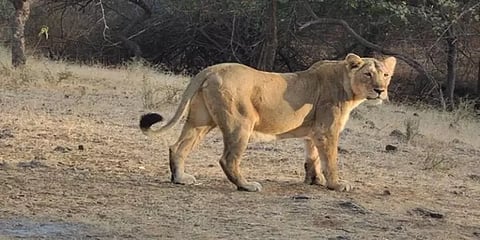 வண்டலூர் பூங்காவில் பெண் சிங்கம் 'கவிதா' உயிரிழப்பு