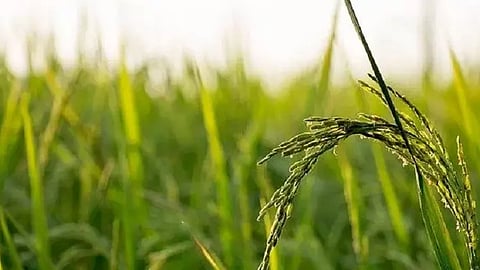 crop insurance