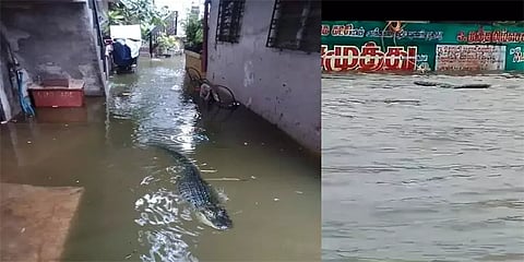 கூடுவாஞ்சேரி பகுதியில் தண்ணீரில் மிதந்தது முதலை அல்ல மரக்கட்டை: செங்கல்பட்டு ஆட்சியர்