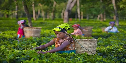 அசாமில் ஒரு கிலோ தேயிலைத் தூள் விலை ரூ.99,999 மட்டுமே