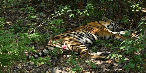 2020இல் 106 புலிகள் உயிரிழப்பு - மத்திய அரசு தகவல்