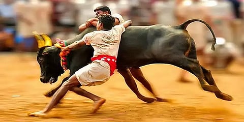 ஜல்லிக்கட்டுக்கு தயாராகி வரும் அவனியாபுரம் - குவியும் பரிசுபொருள்கள்