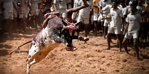 700 காளைகள்..300 மாடுபிடி வீரர்கள் - அனல் பறக்கும் பாலமேடு ஜல்லிக்கட்டு