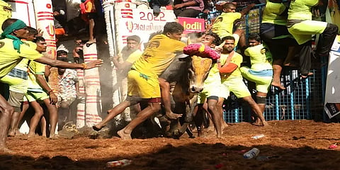விறுவிறுப்புடன் நடைபெறும் பாலமேடு ஜல்லிக்கட்டு - 2வது சுற்று நிலவரம்