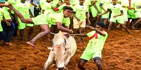 மதுரை: நாளை அலங்காநல்லூர் ஜல்லிக்கட்டுப் போட்டி- எதிர்பார்ப்பில் காளையும் காளையரும்