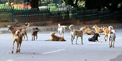 ம.பி: விளையாடிக் கொண்டிருந்தபோது கடித்துக் குதறிய தெருநாய்கள்- 3 வயது சிறுமி உயிரிழப்பு