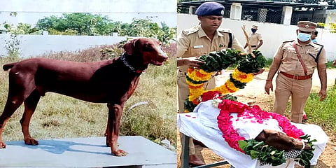 பல வழக்குகளில் திறமையாக துப்பறிந்த மோப்பநாய் 'ரேம்போ' உயிரிழப்பு - எஸ்பி மரியாதை