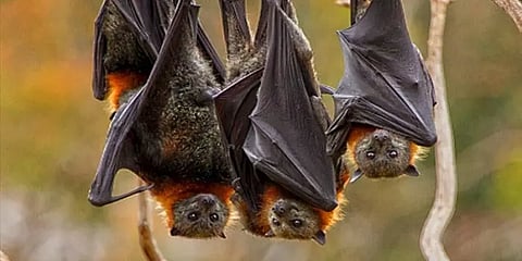 வெளவால்களில் காணப்படும் நியோகோவ் வகை கொரோனா - சீன விஞ்ஞானிகள் எச்சரிக்கை