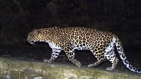 leopard