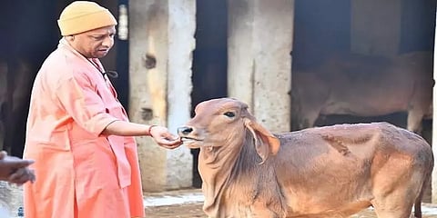 உ.பி.யில் எந்தெந்த மாவட்டங்கள் கால்நடைகள் இல்லா தெருக்கள்?-யோகி ஆதித்யநாத் தகவல்