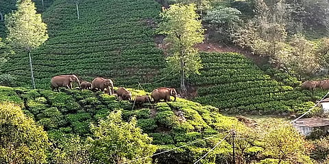 நீலகிரி: வனத்தில் நிலவும் வறட்சி - ஊருக்குள் உலாவந்த காட்டு யானை கூட்டம்